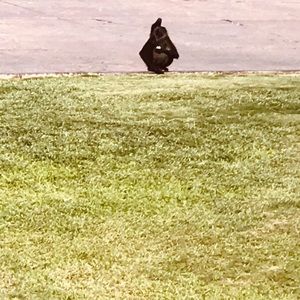 Meet your Posher, Luisa